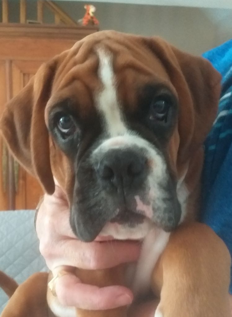 De L'Ecume Du Poul Gwen - Chiots disponibles - Boxer