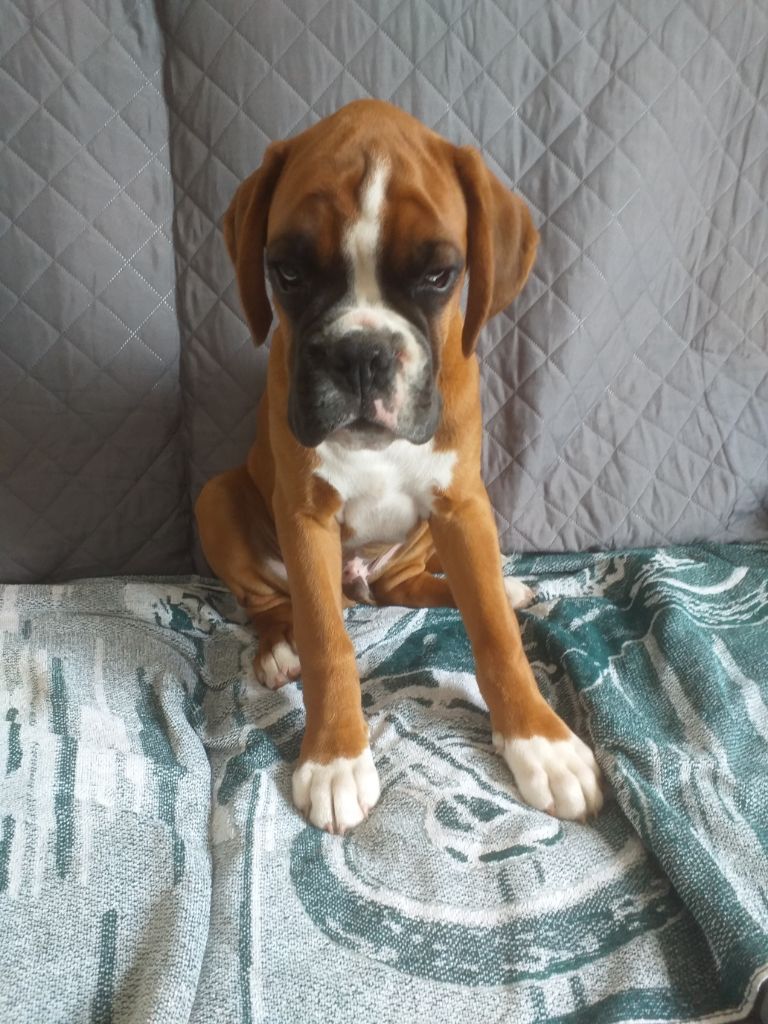 De L'Ecume Du Poul Gwen - Chiots disponibles - Boxer