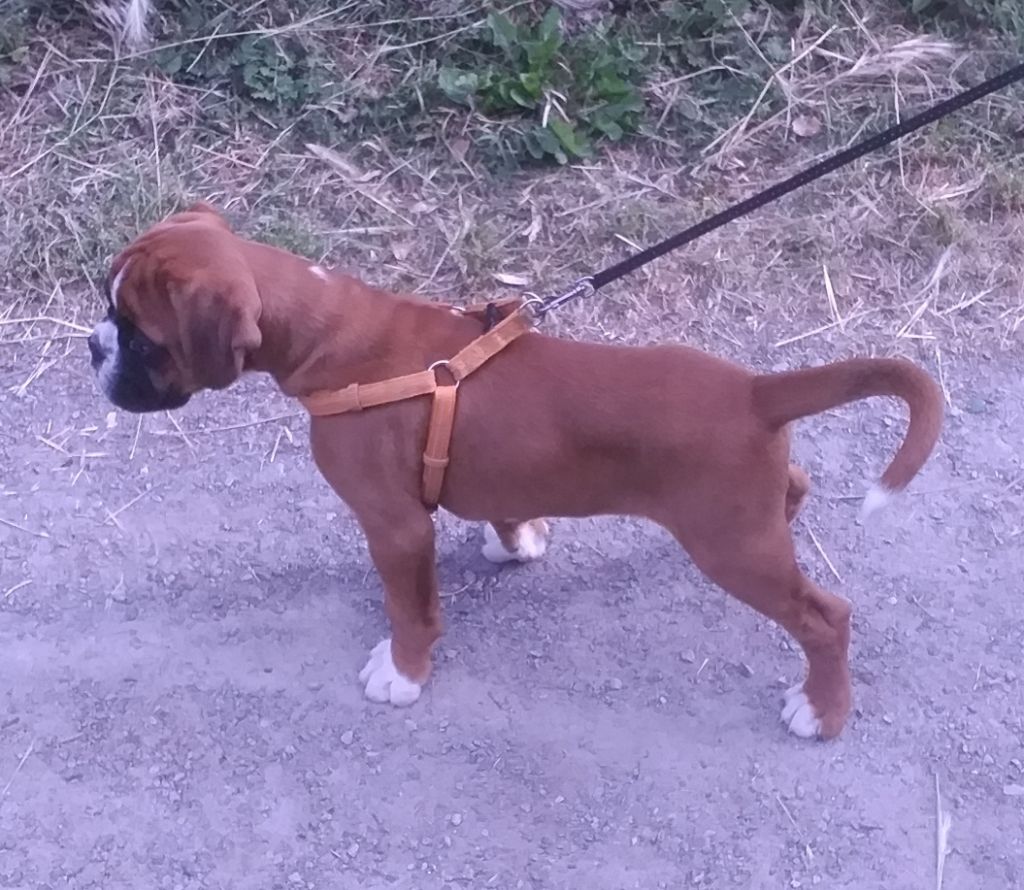 De L'Ecume Du Poul Gwen - Chiots disponibles - Boxer