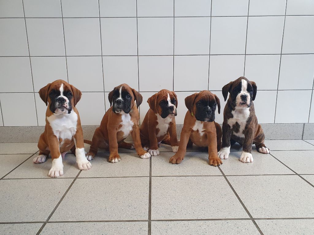 Chiot Boxer De L'Ecume Du Poul Gwen